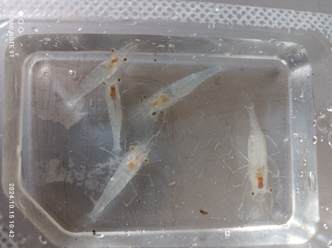 CREVETTE GRISE Lot de 5